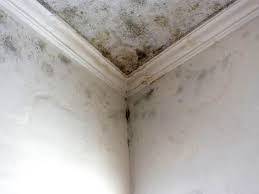 Professional Mold Removal Services in Haskell, AR